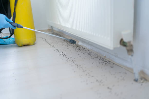 Best Flea Control Services  in Chesapeake Ranch Estates, MD